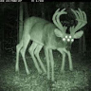 Meet your Posher, Salem